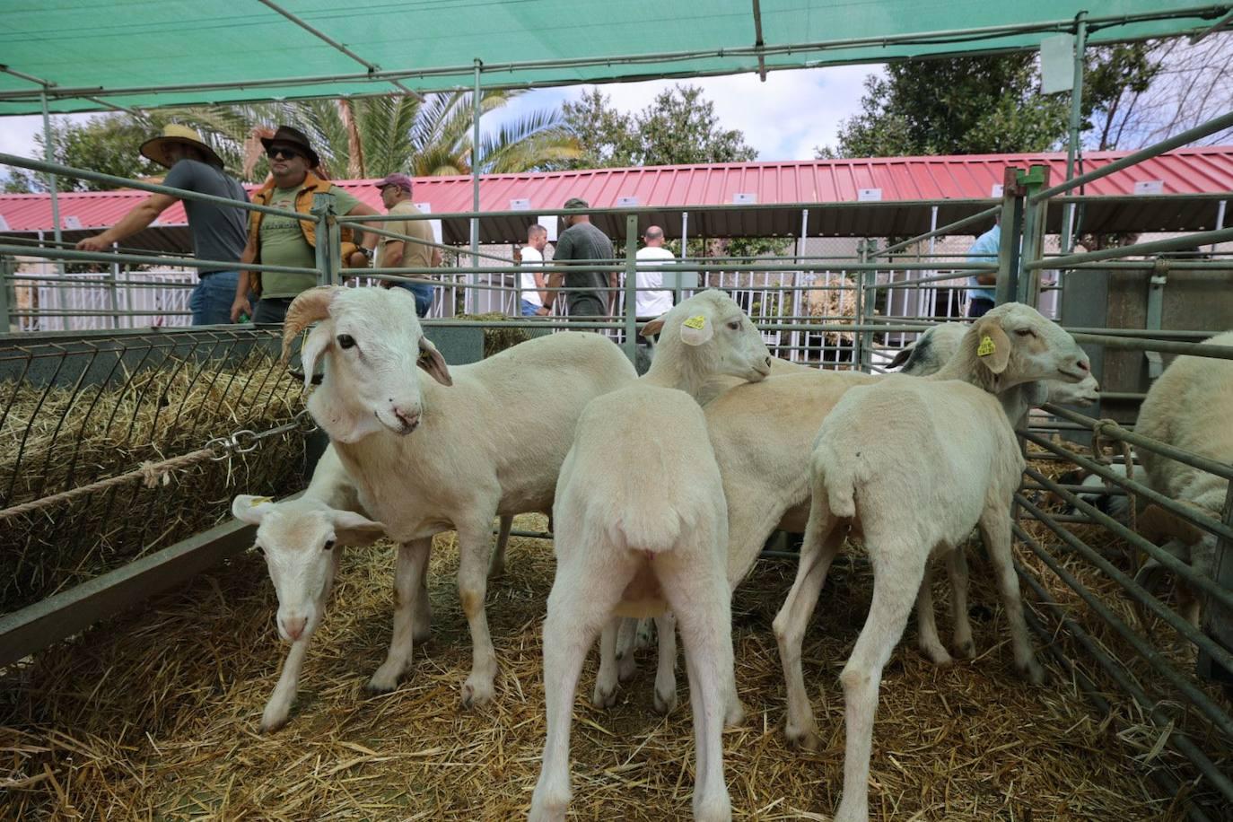 La feria de ganado de Arucas, en imágenes
