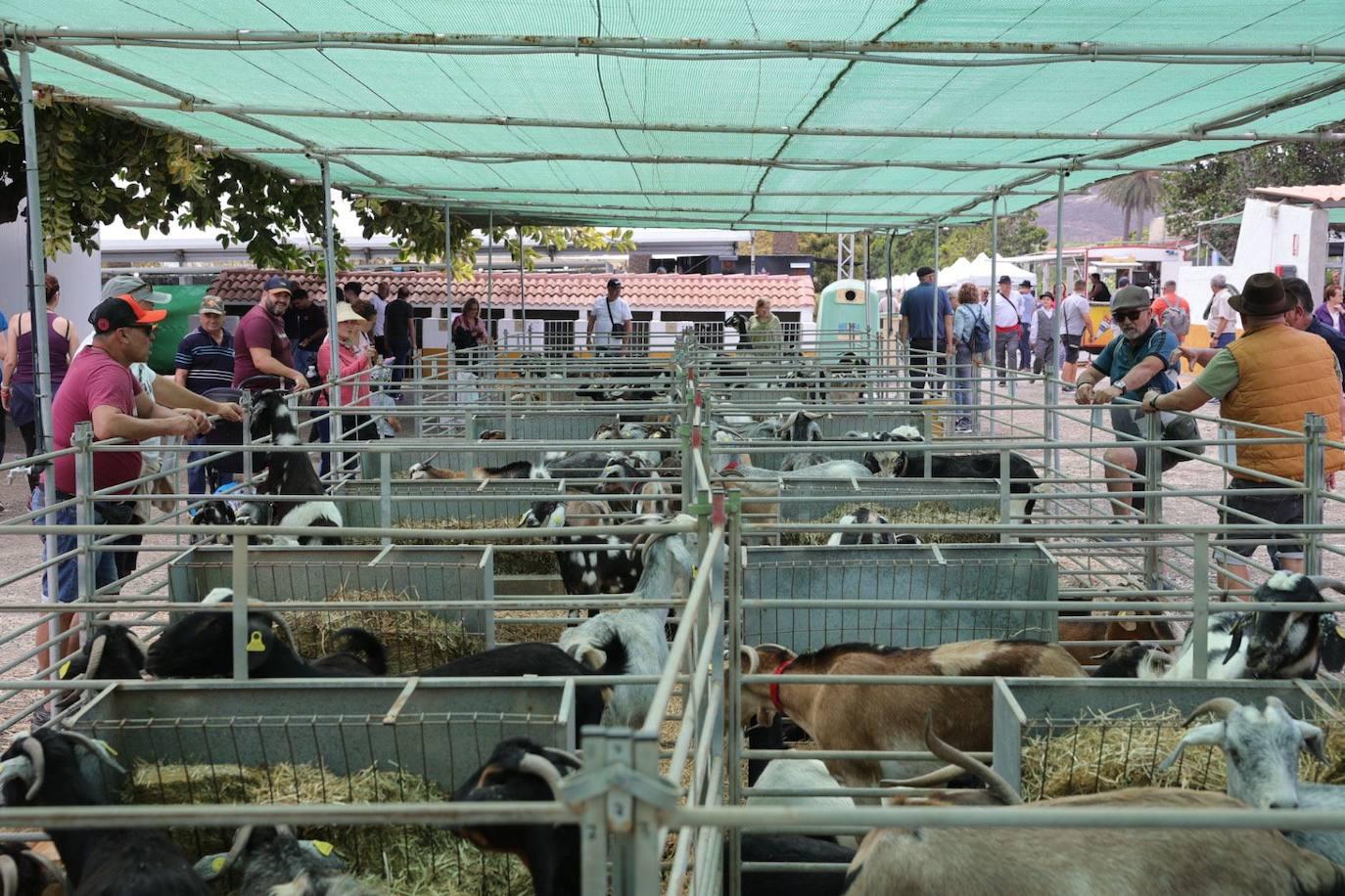 La feria de ganado de Arucas, en imágenes