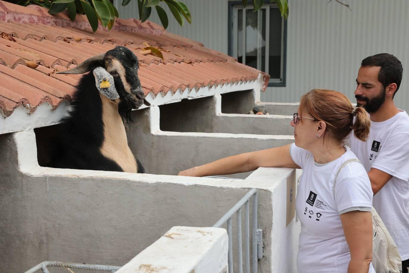 La feria de ganado de Arucas, en imágenes