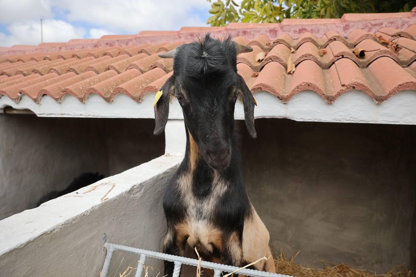 La feria de ganado de Arucas, en imágenes
