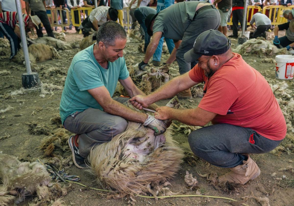 La Fiesta de La Lana de Caideros de Gáldar más concurrida