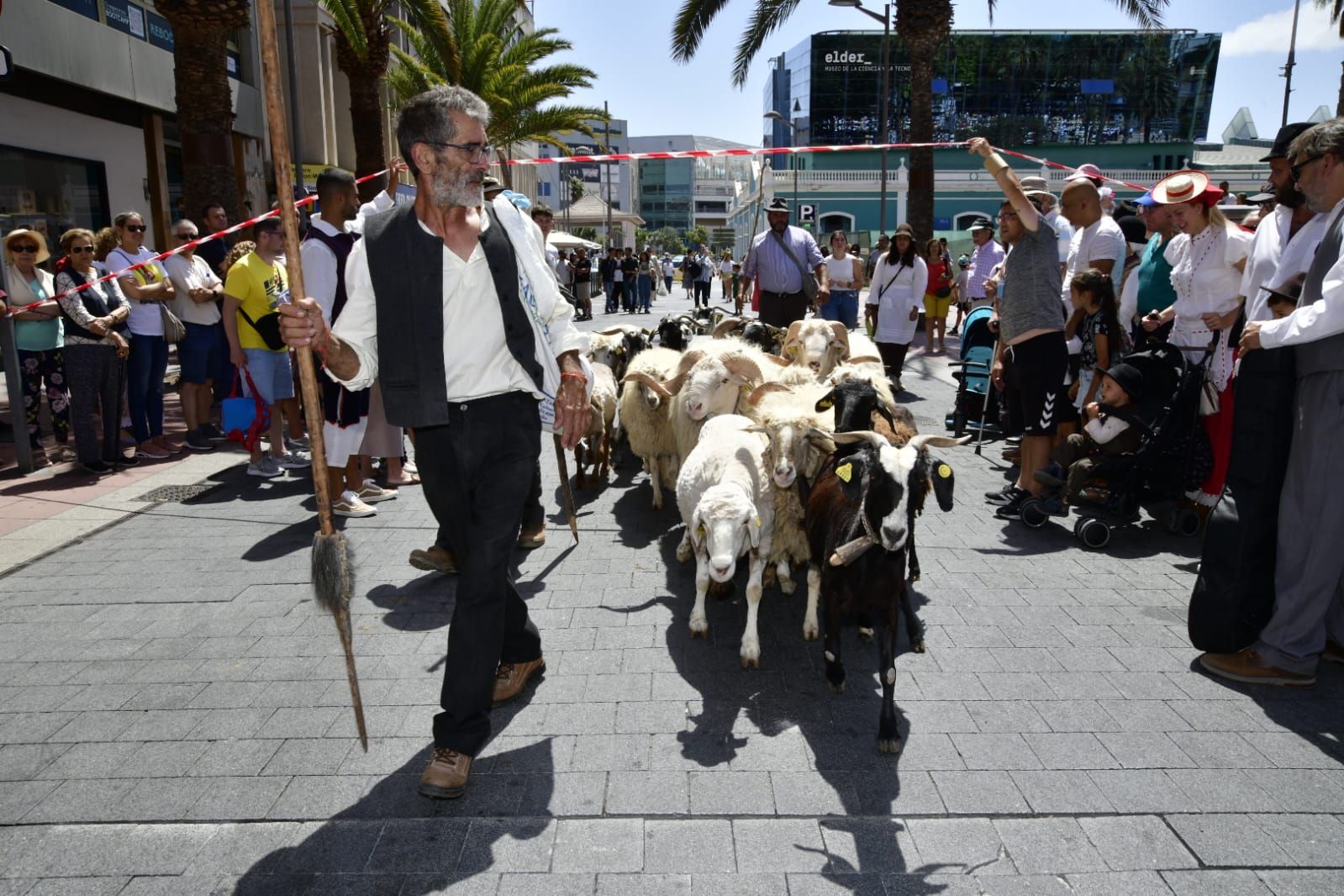 Las ovejas encabezaban la comitiva.