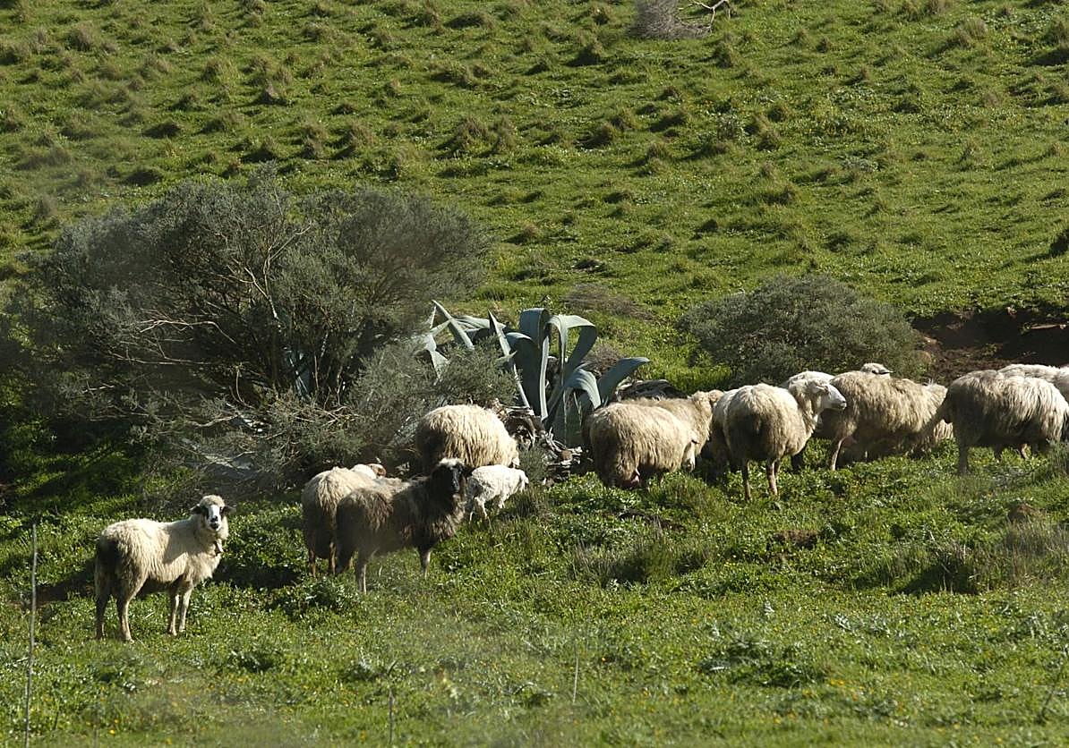 Un premio al pastoreo