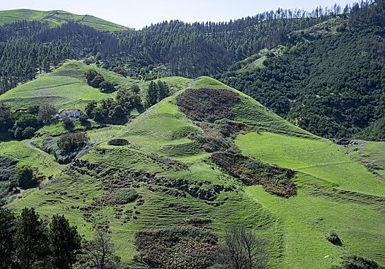 Imagen de Monte Pavón ubicado al norte de Gran Canaria, en los altos de Guía.