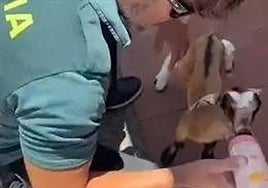 Imagen de la Guardia Civil alimentando al animal.