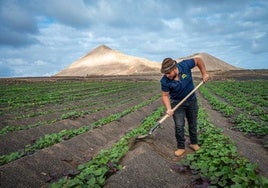 Actividad laboral agraria.