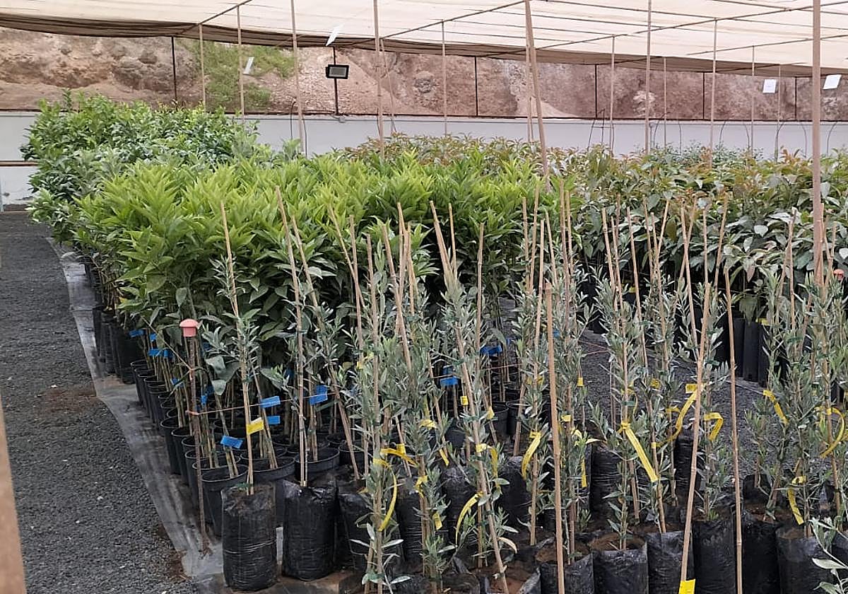 Árboles listos para el reparto.