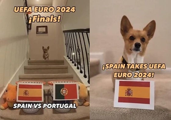 El perro Steph Furry, en plena acción pronosticando el campeón de la Eurocopa 2024.