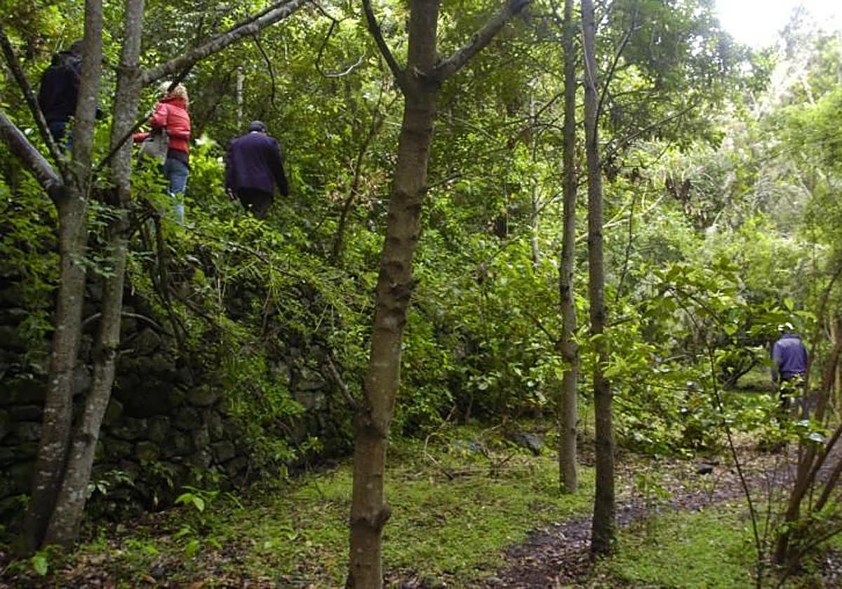 Imagen de archivo de los Tilos de Moya.