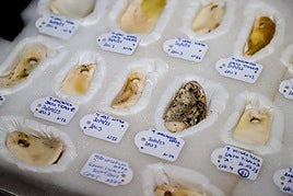 Hallan en La Palma 226 cuentas de collar prehispánicas de casi un milenio de antigüedad