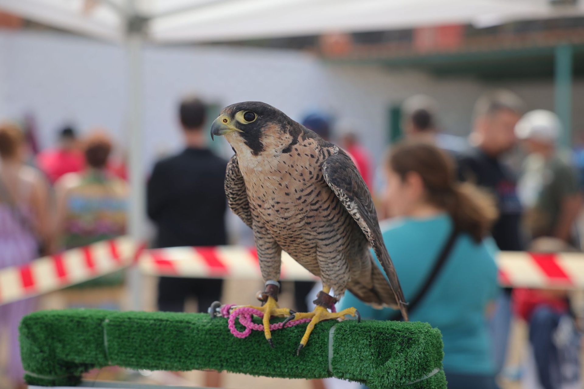 La feria de ganado de Telde, en imágenes