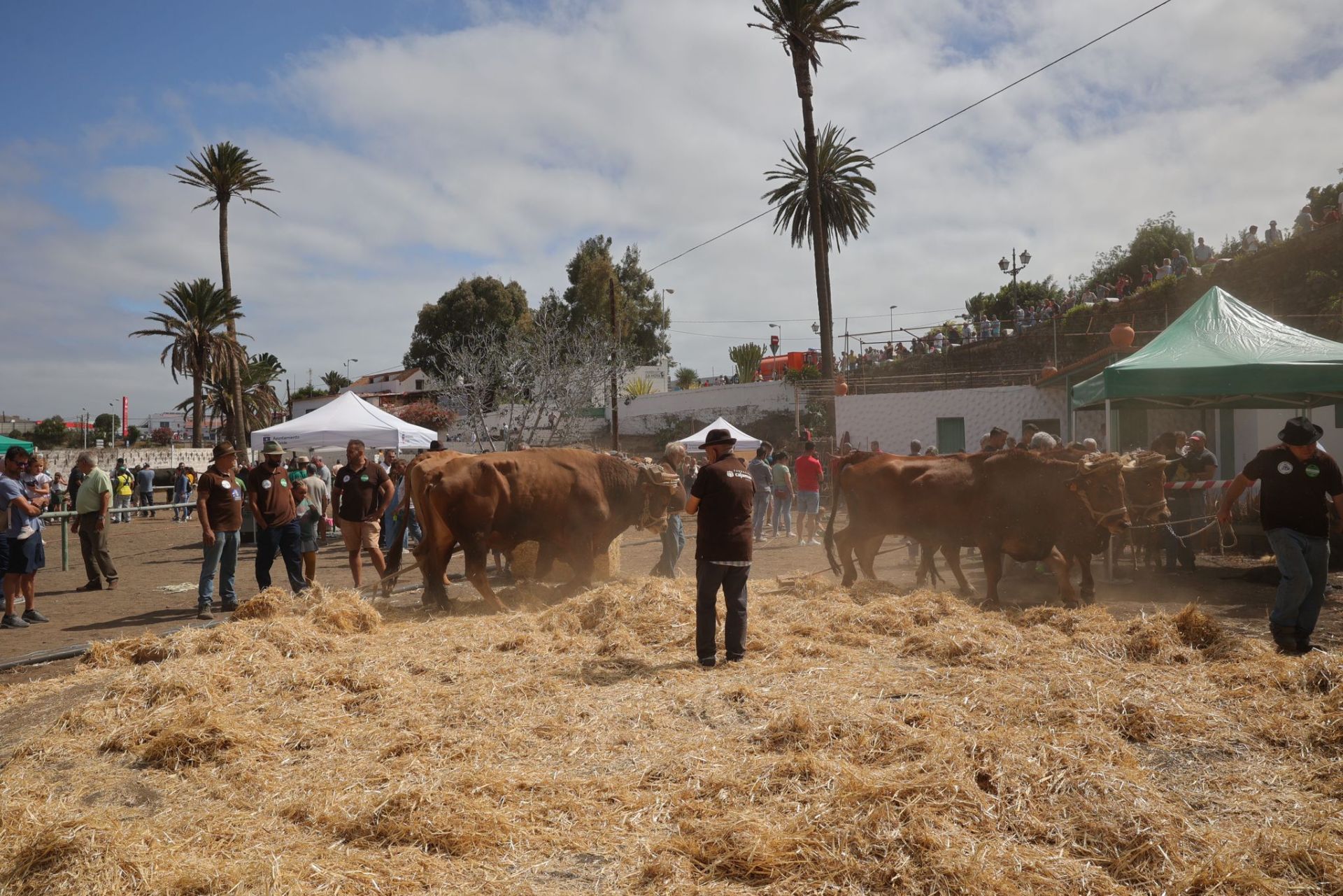La feria de ganado de Telde, en imágenes