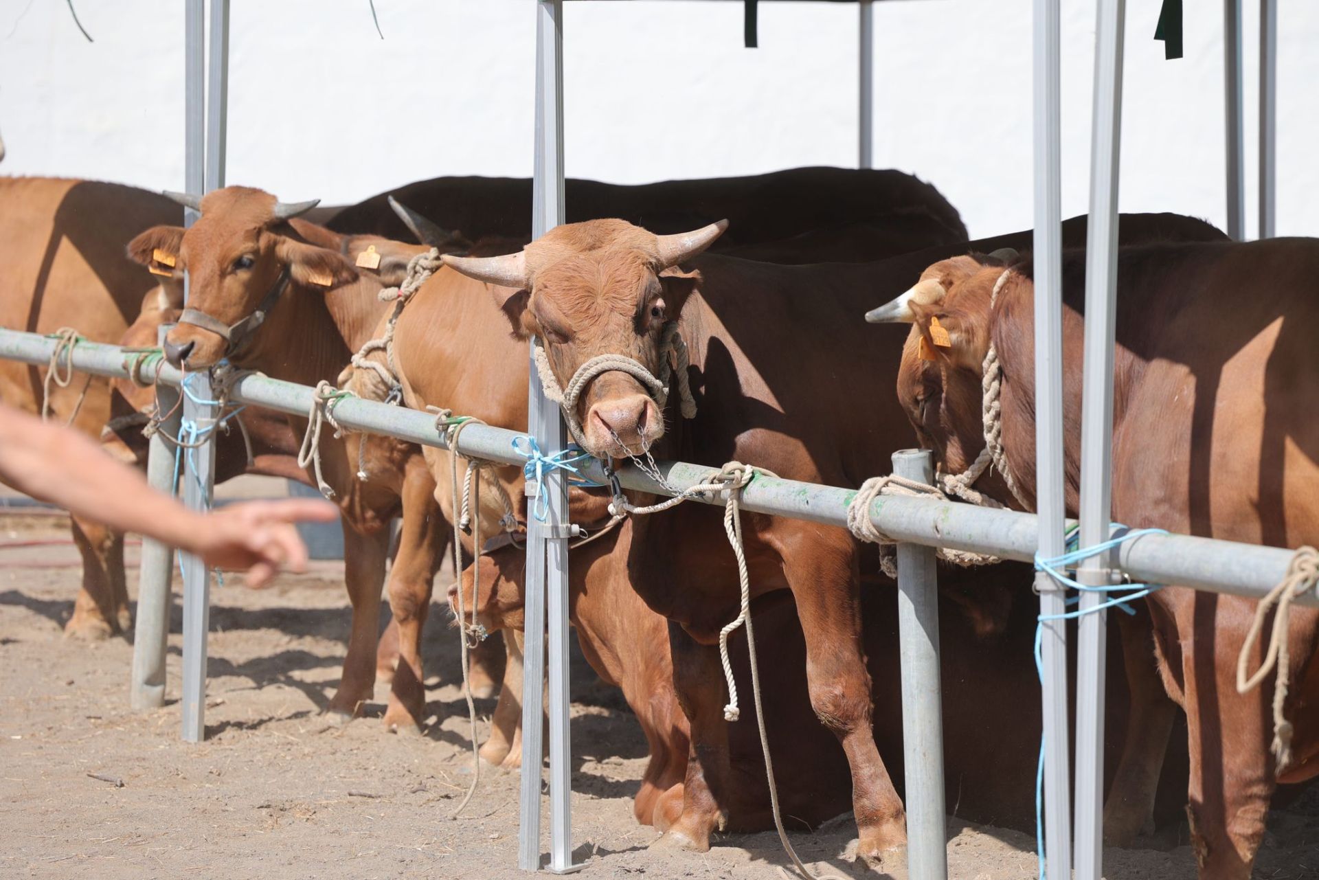 La feria de ganado de Telde, en imágenes