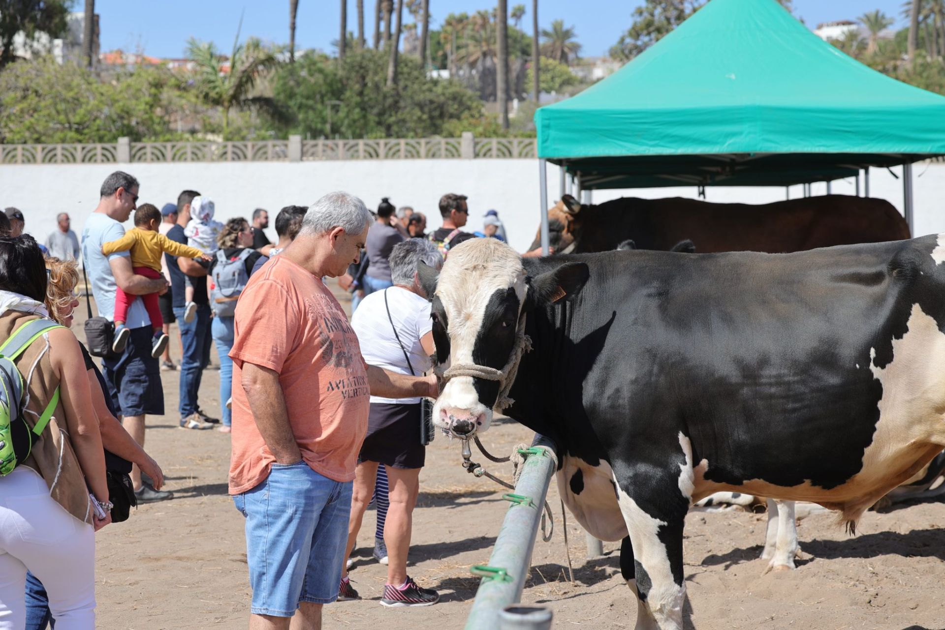 La feria de ganado de Telde, en imágenes