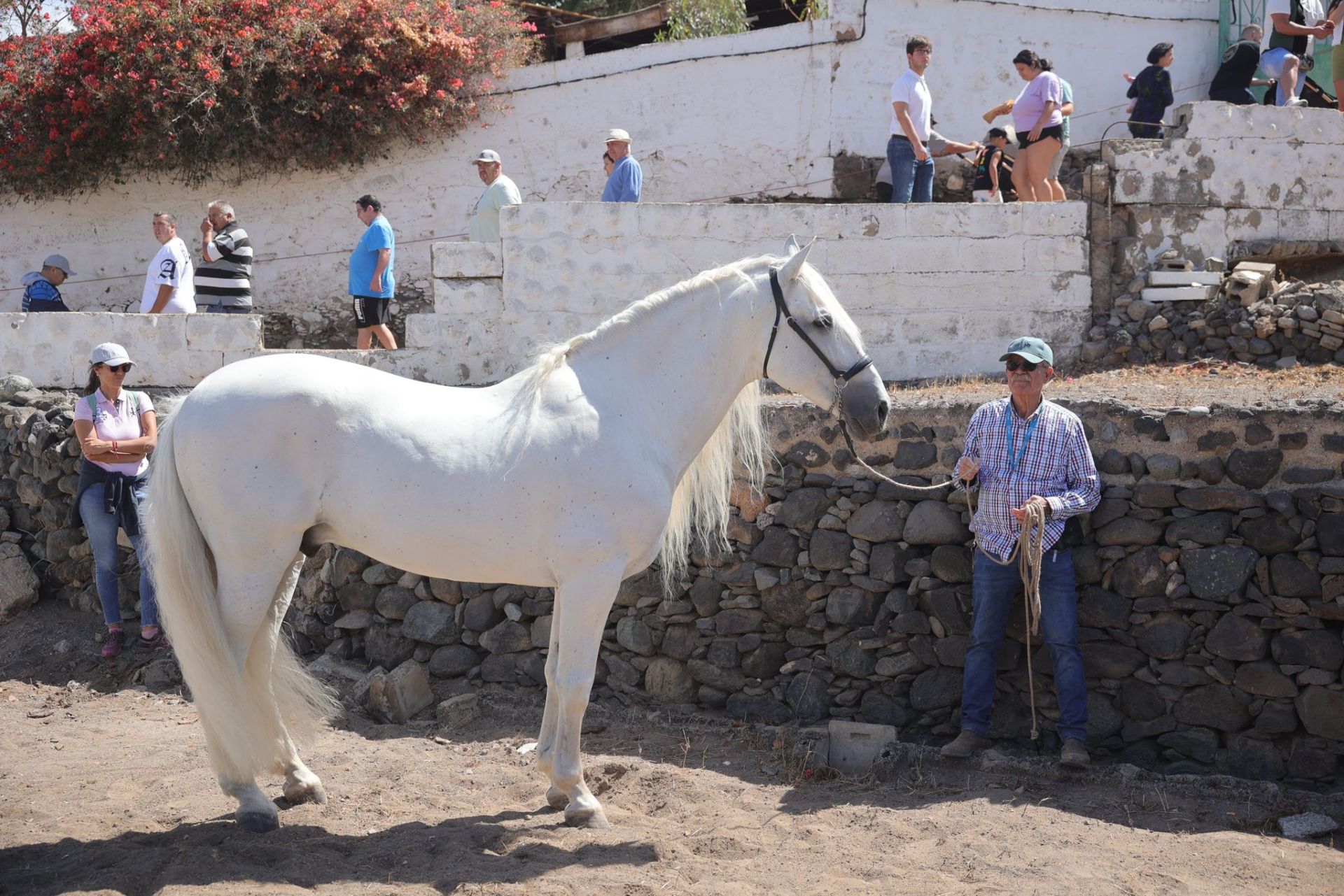 La feria de ganado de Telde, en imágenes