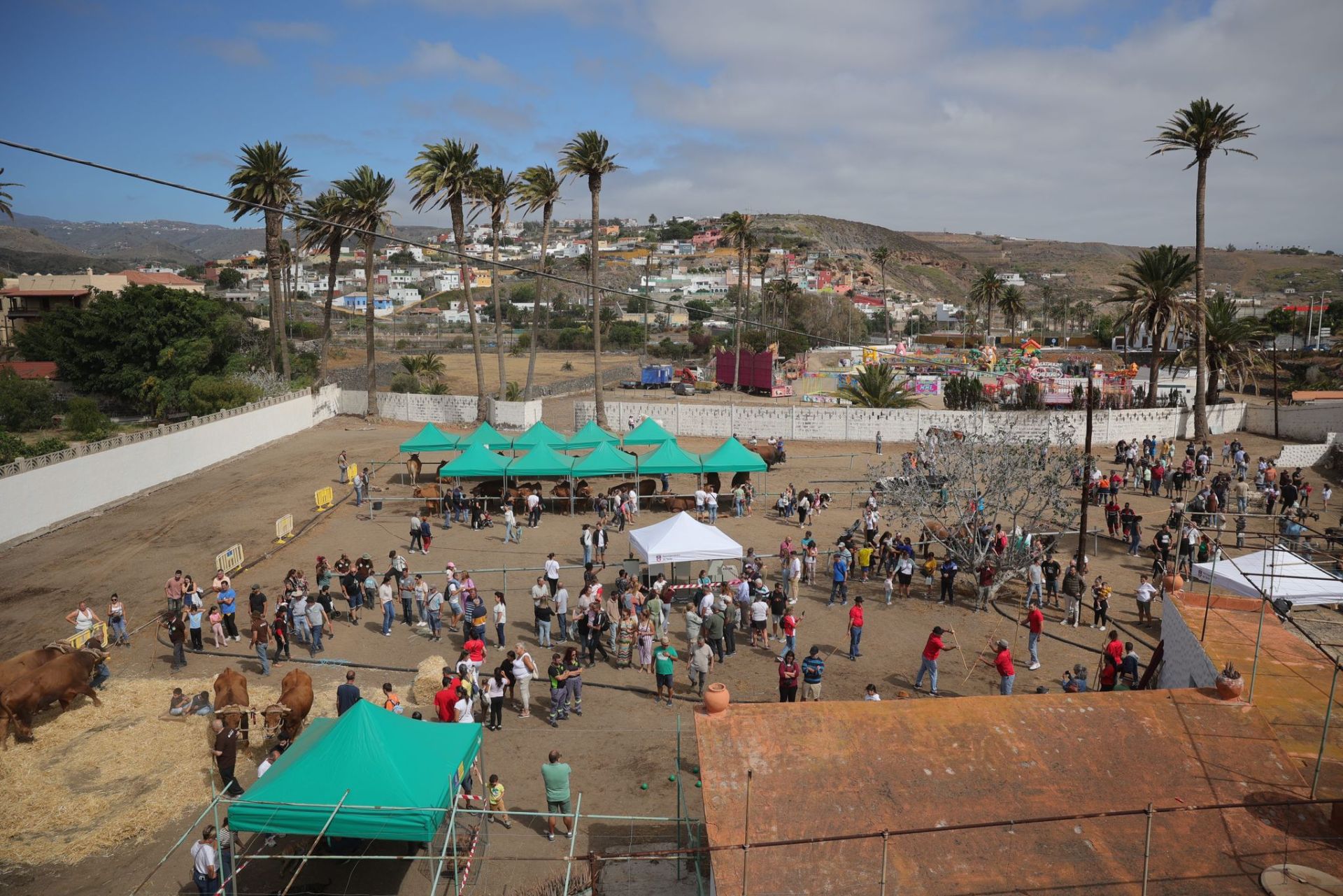 La feria de ganado de Telde, en imágenes