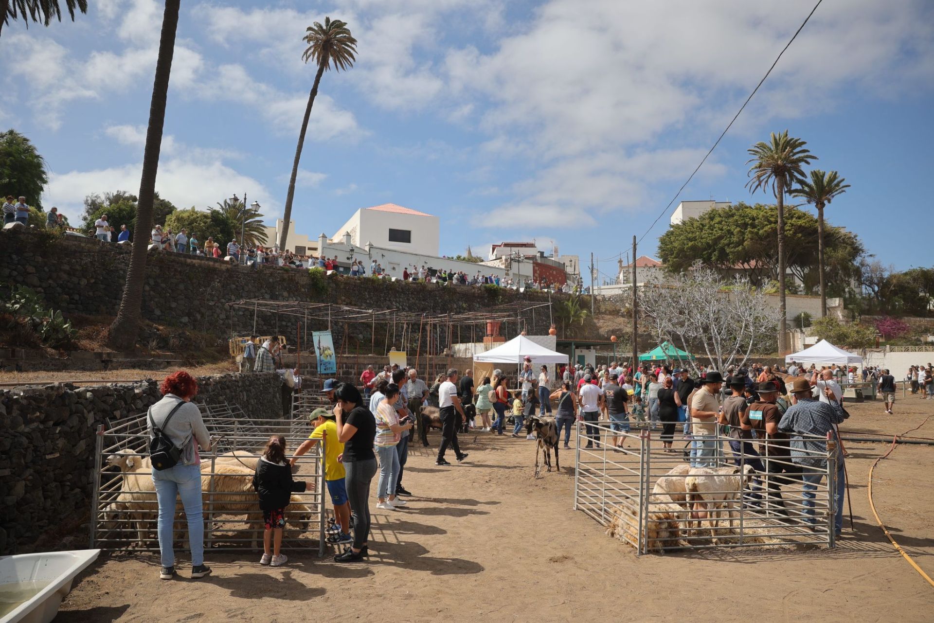 La feria de ganado de Telde, en imágenes