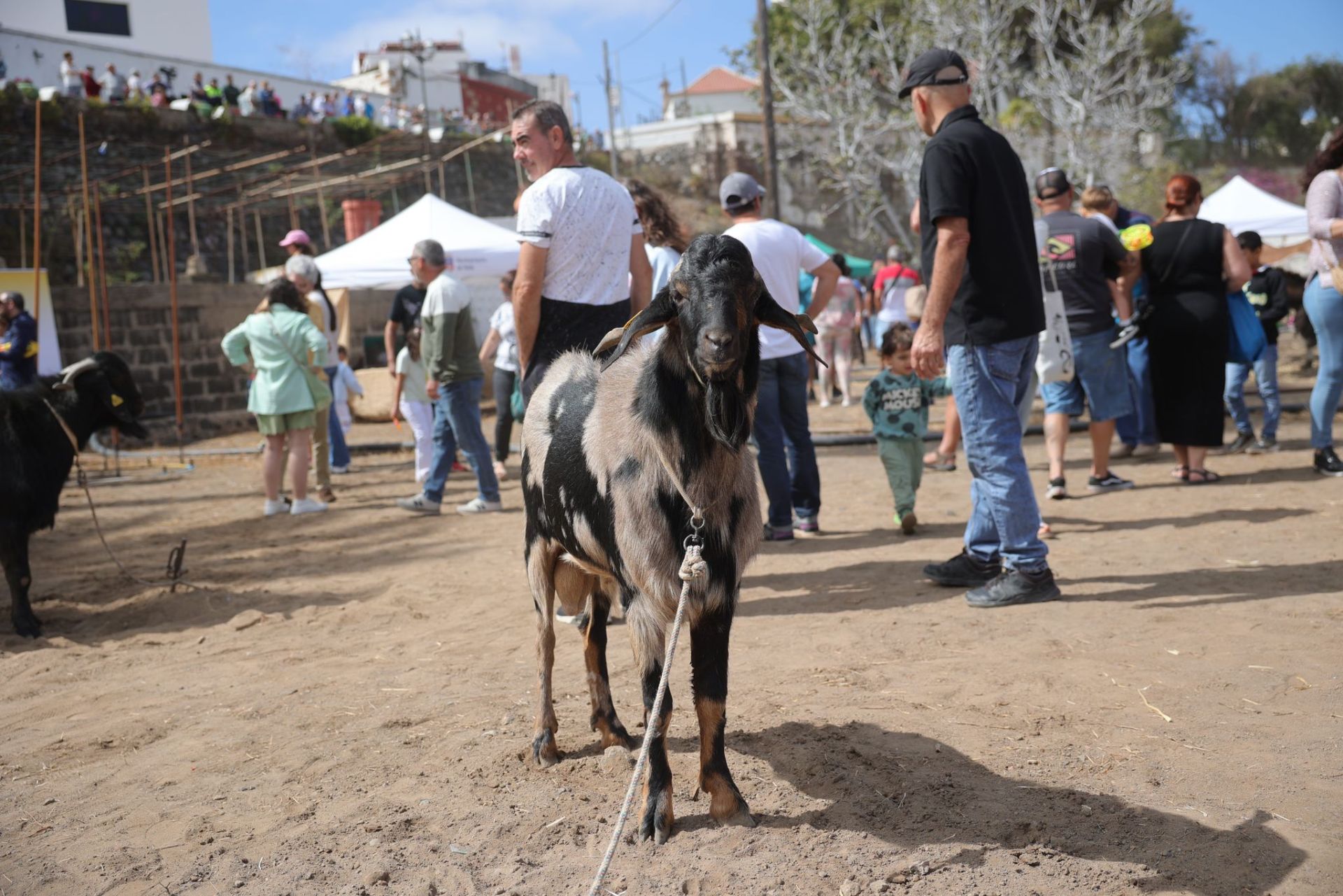 La feria de ganado de Telde, en imágenes