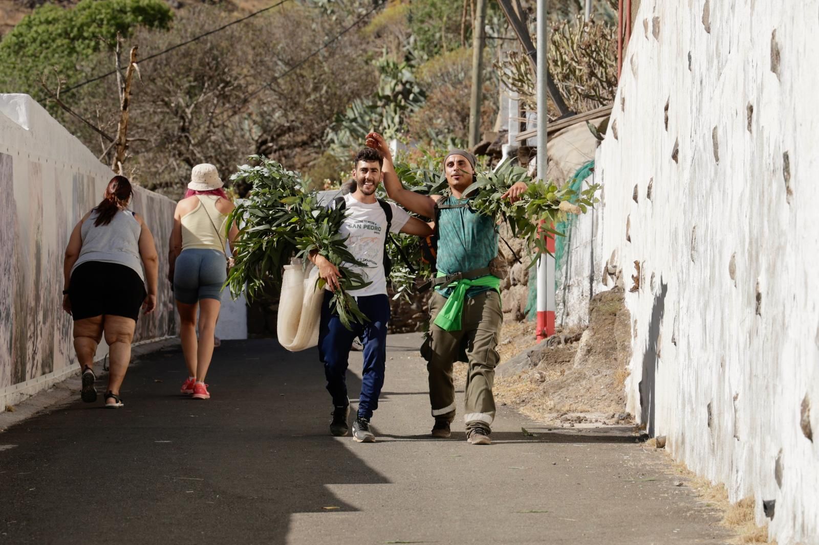 El Valle de Agaete vibra con la Rama de San Pedro, en imágenes