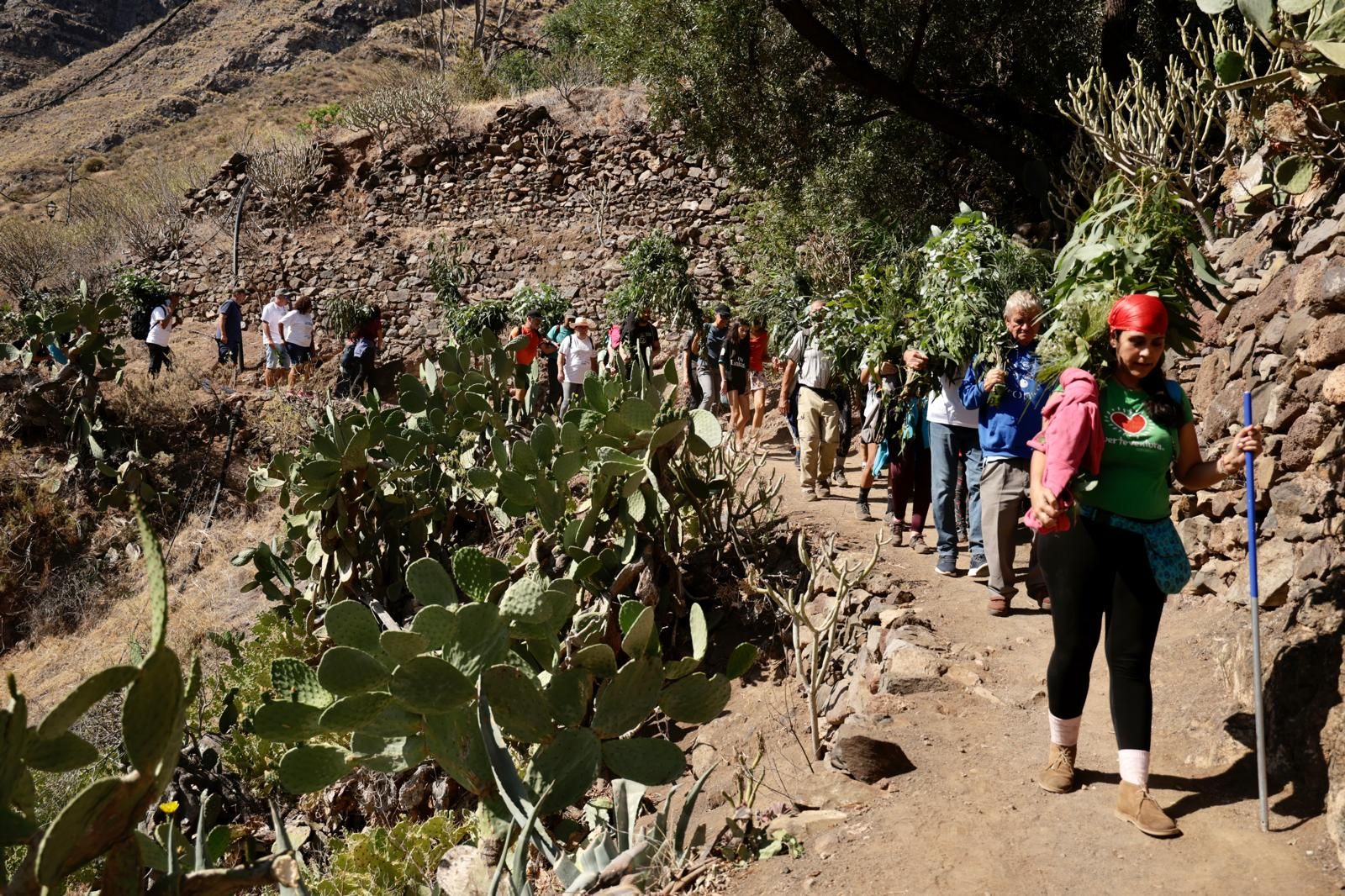 El Valle de Agaete vibra con la Rama de San Pedro, en imágenes