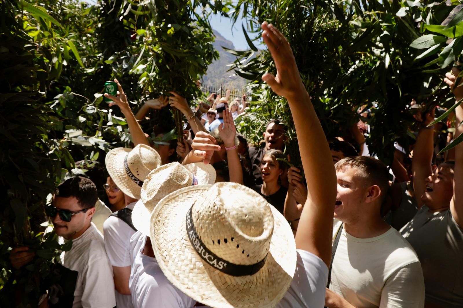 El Valle de Agaete vibra con la Rama de San Pedro, en imágenes