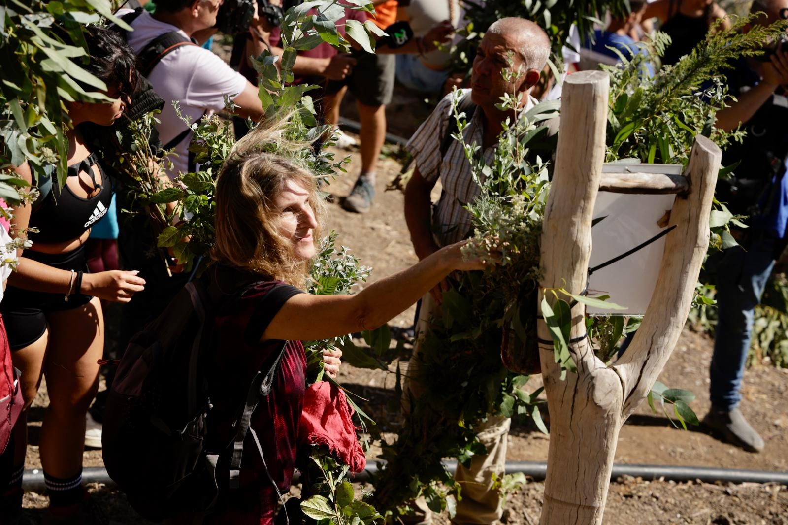 El Valle de Agaete vibra con la Rama de San Pedro, en imágenes