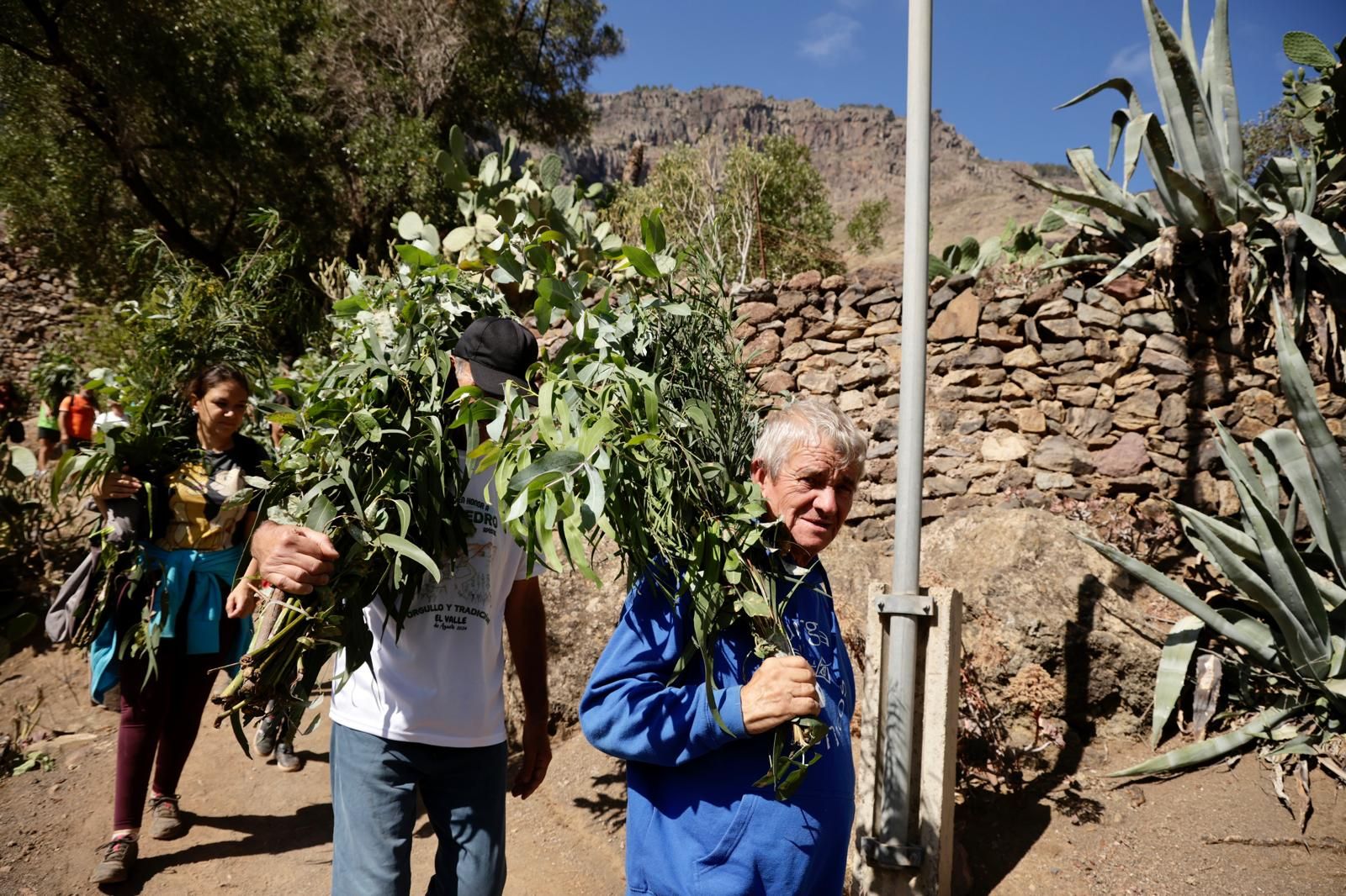 El Valle de Agaete vibra con la Rama de San Pedro, en imágenes