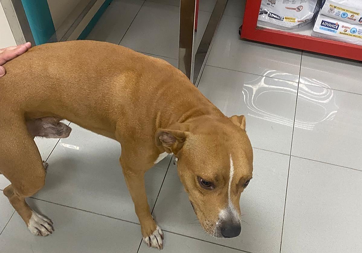 Imagen del perro que finalmente volvió con su dueño.