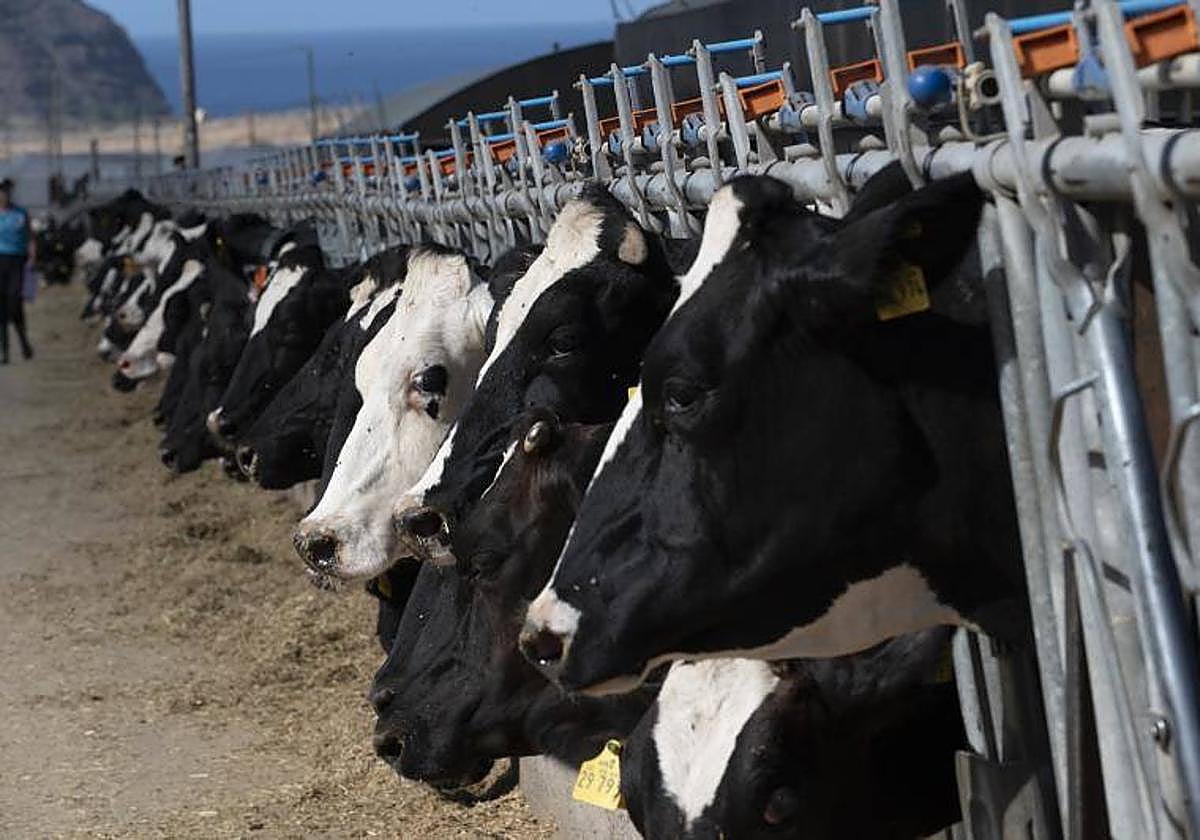 Vacas en una explotación agropecuaria de La Aldea de San Nicolás.