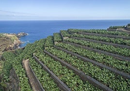 El sector platanero traslada su acuerdo sobre las medidas de reforma del sector propuestas por el Gobierno de Canarias