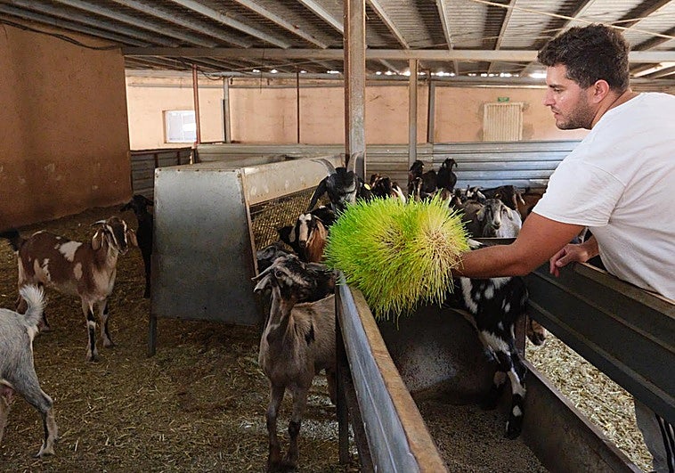 Rayco Ramos Rodríguez, propietario de Caprarius, da de comer al ganado la cebada germinada en sistema de cultivo hidropónico.