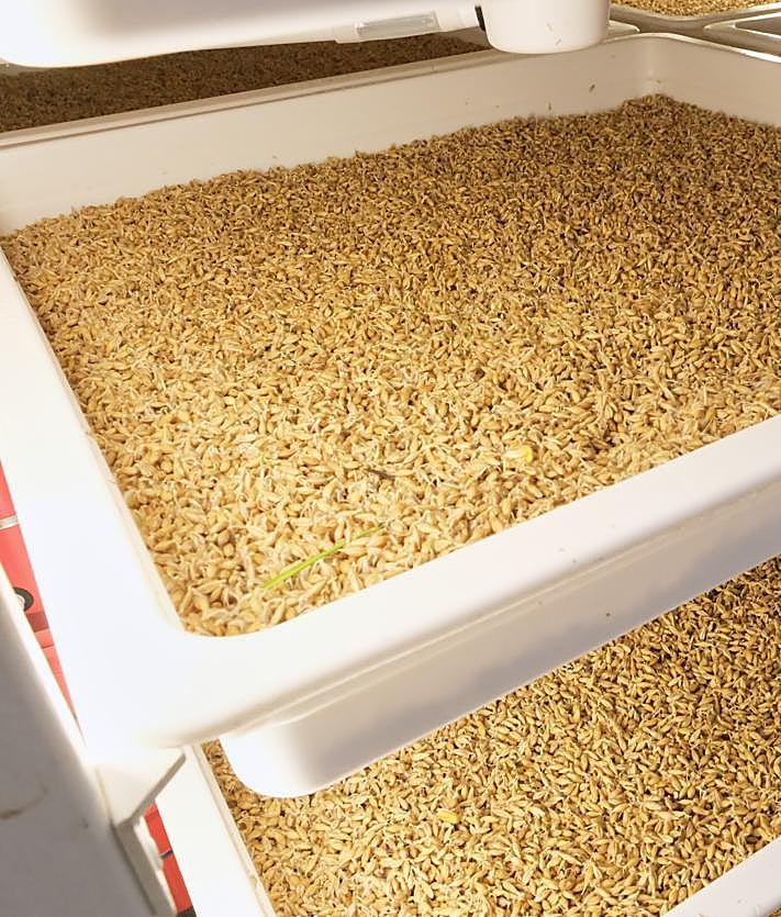 Imagen secundaria 2 - «A las cabras, primero no les gustaban los hidropónicos, ahora están encantadas»