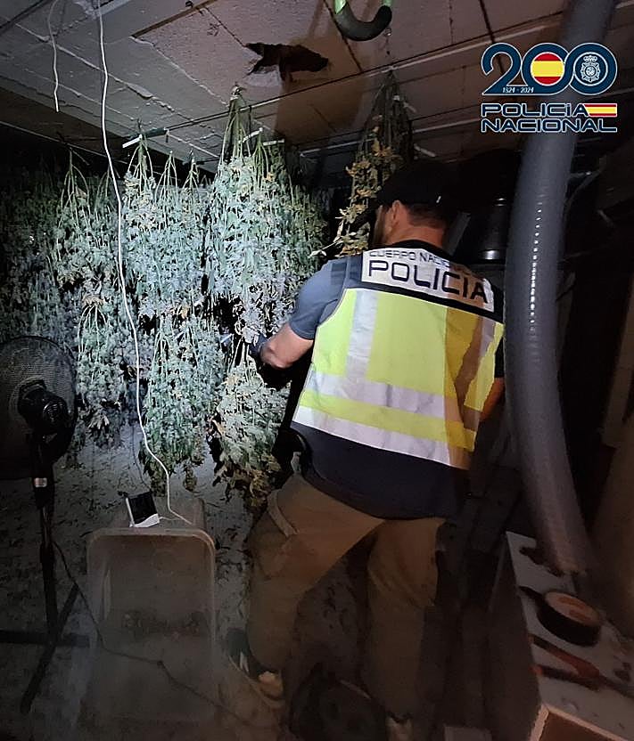Imagen secundaria 2 - Cuatro detenidos por cultivo y tráfico de marihuana en el sur de Tenerife