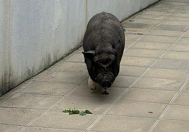 El animal por las calles de la zona residencial.