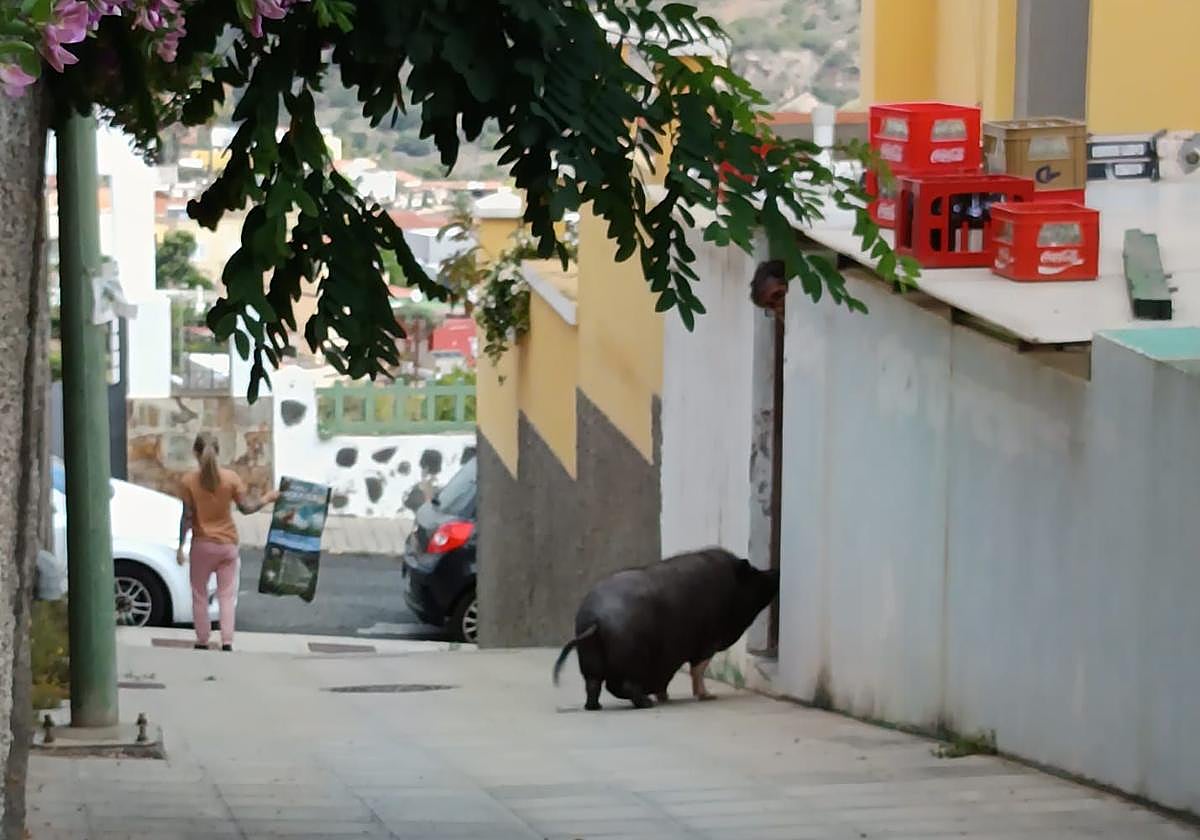 Imagen tomada por los vecinos del cerdo en una de sus salidas a la calle.