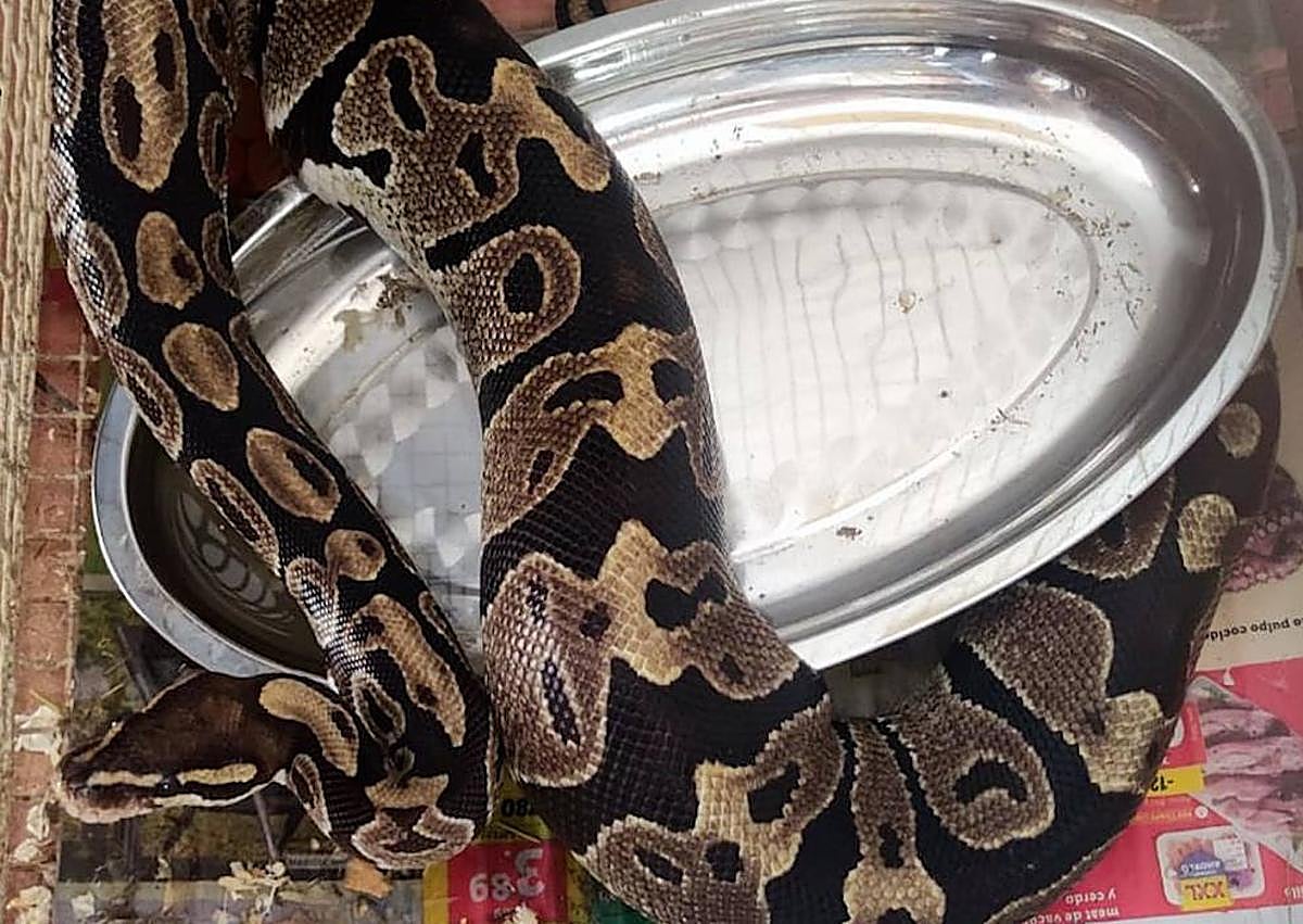 Imagen secundaria 1 - Unos de los animales que custodió la Guardia Civil.