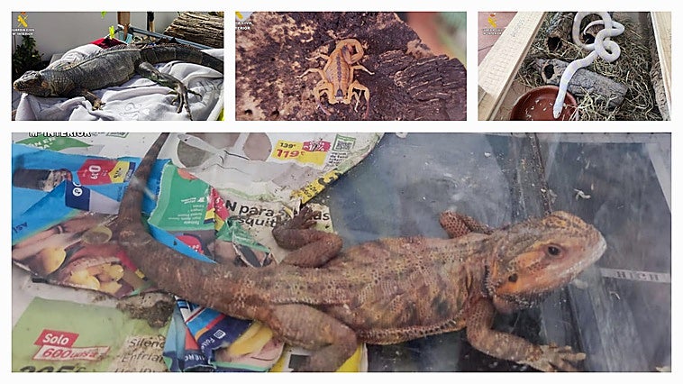 Los animales rescatados por el Seprona.