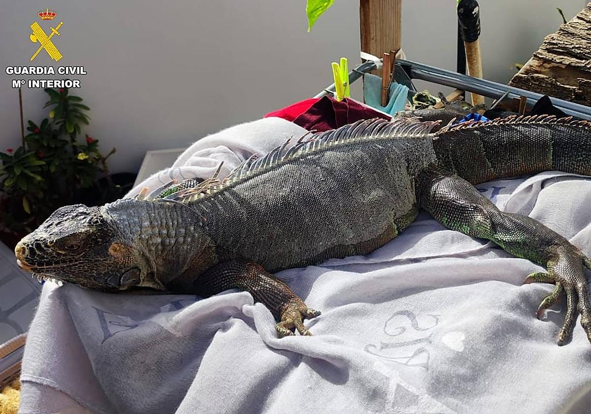 Imagen principal - Unos de los animales que custodió la Guardia Civil.