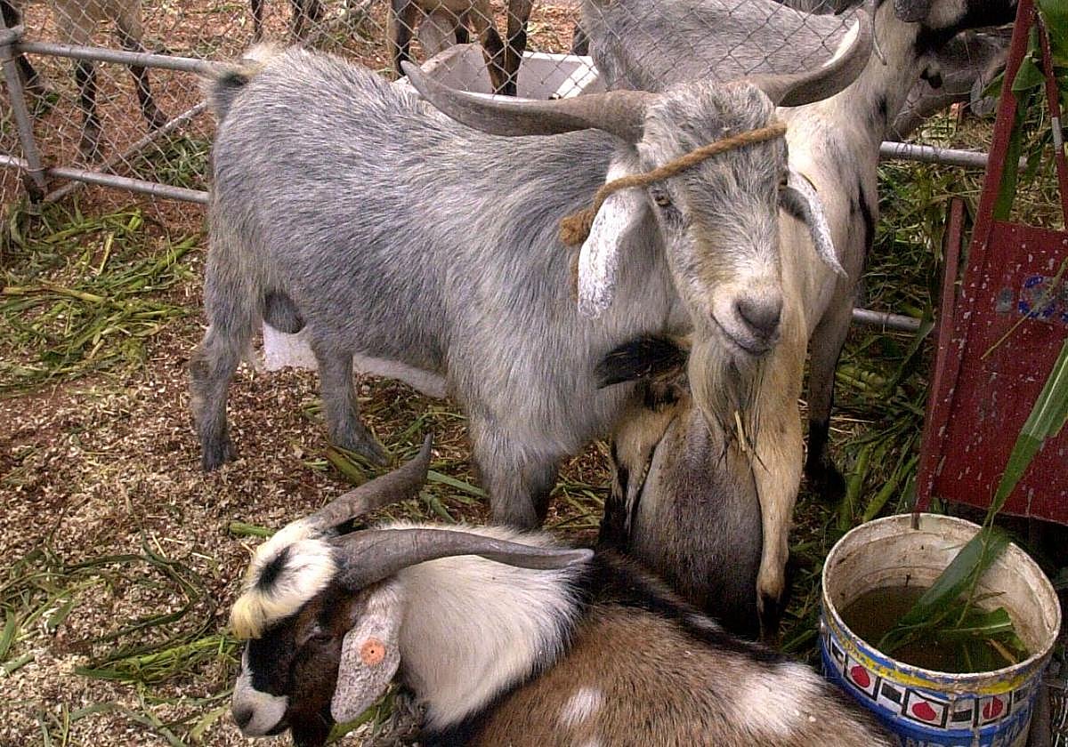 Ganado caprino en las instalaciones de la granja del Cabildo grancanario.