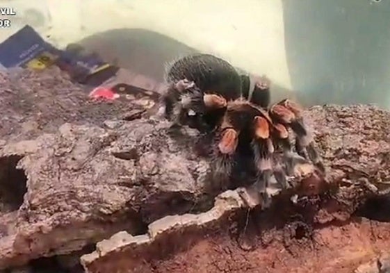 Imagen del Seprona de una de las tarántulas incautadas en Jinámar.