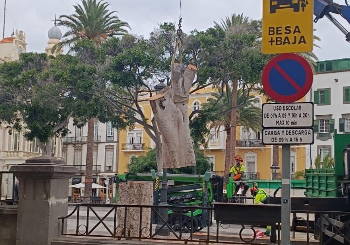 Parques y Jardines trabaja en la Alameda de Colón para recuperar su arbolado
