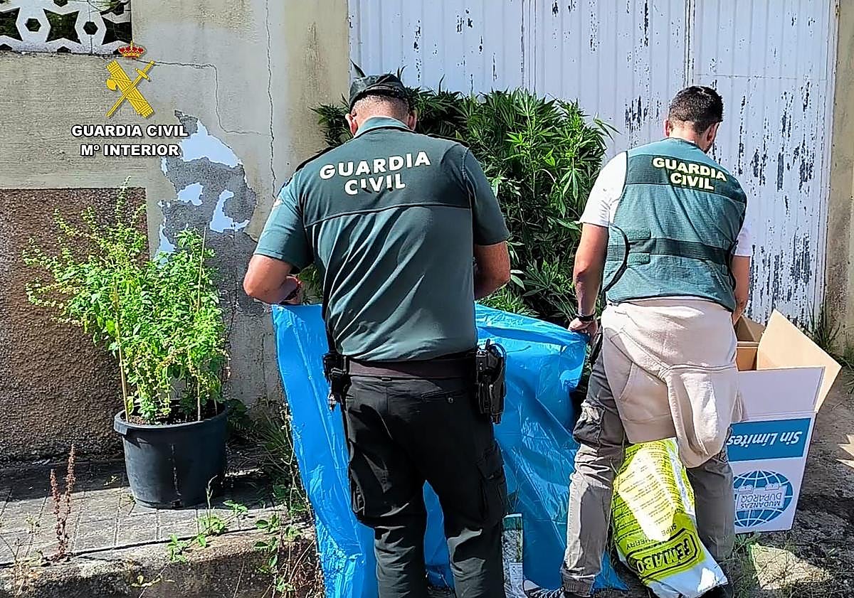 Imagen principal - Pillan a un vecino de Arucas con una macroplantación de 230 plantas marihuana