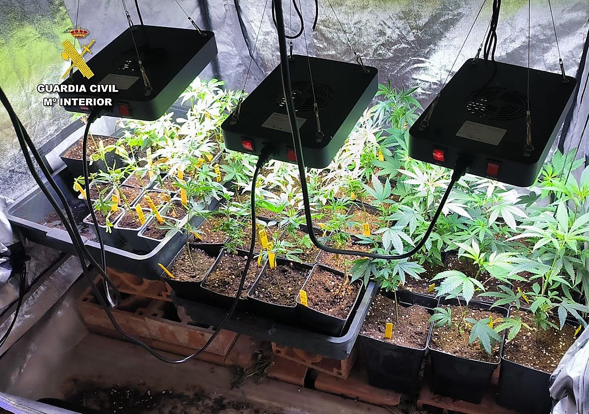 Imagen secundaria 1 - Pillan a un vecino de Arucas con una macroplantación de 230 plantas marihuana