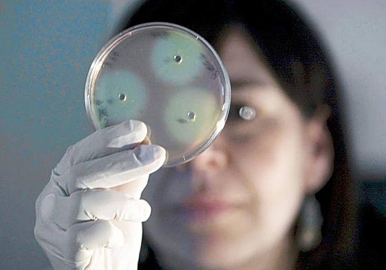 Foto archivo de una científica observando muestras de cultivo.