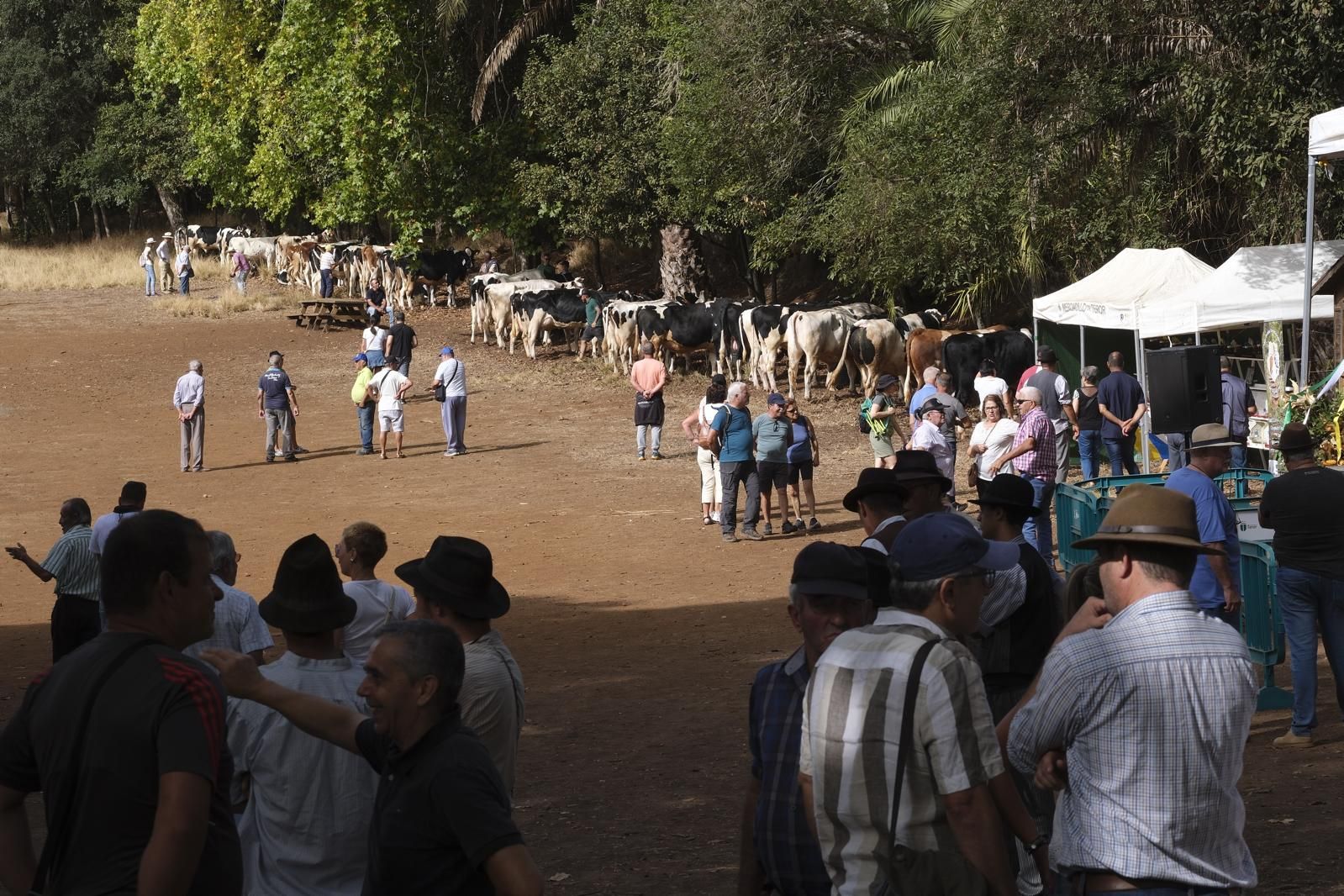 Las fiestas del Pino calientan motores con la feria de ganado