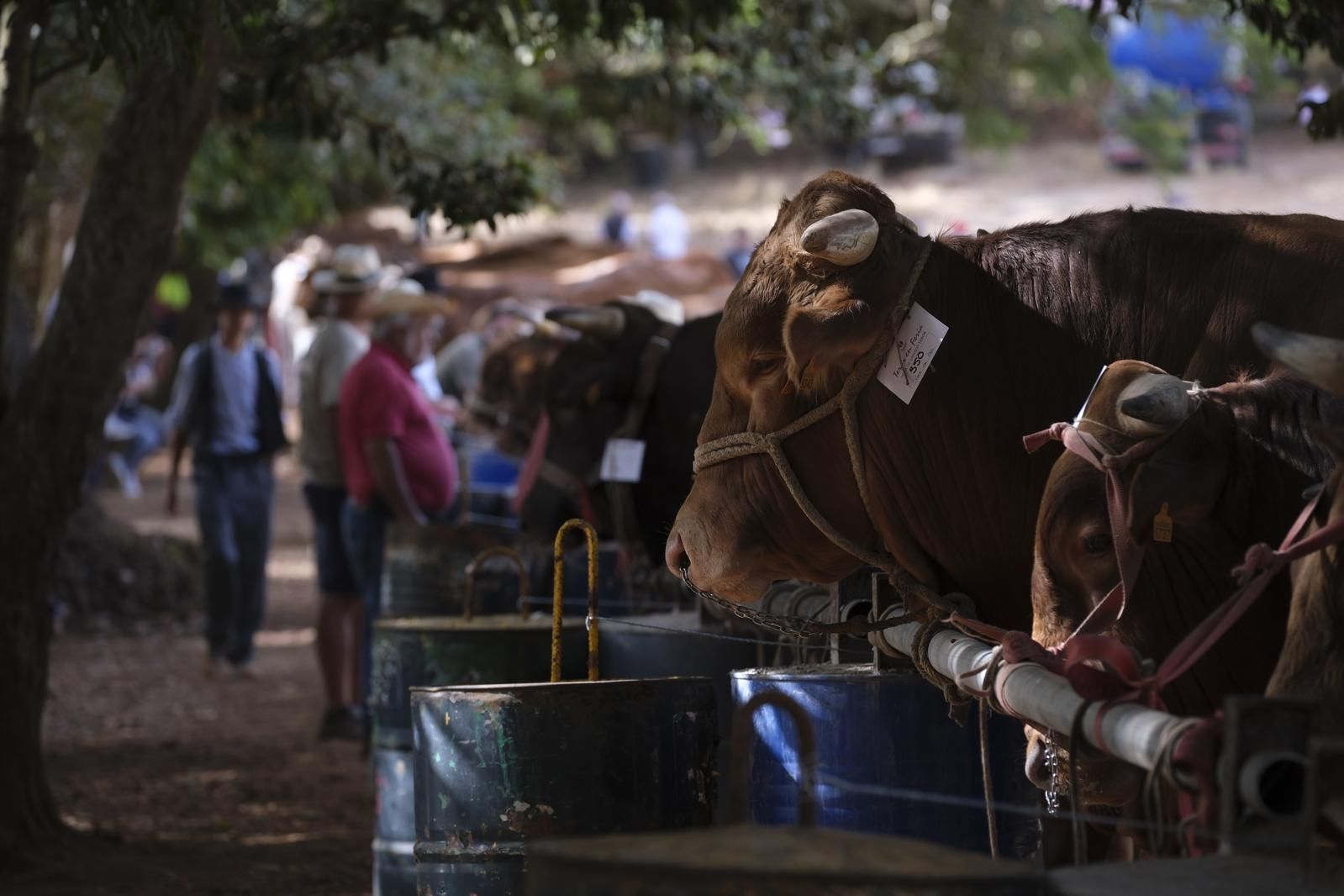 Las fiestas del Pino calientan motores con la feria de ganado