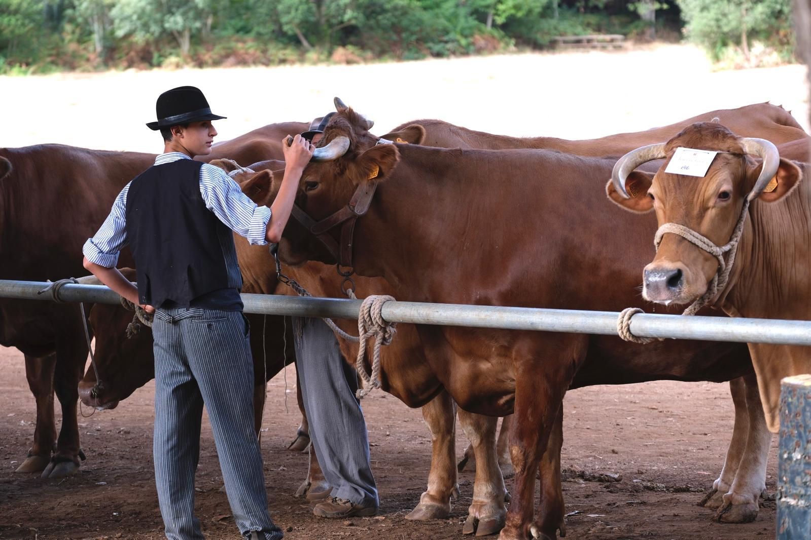 Las fiestas del Pino calientan motores con la feria de ganado