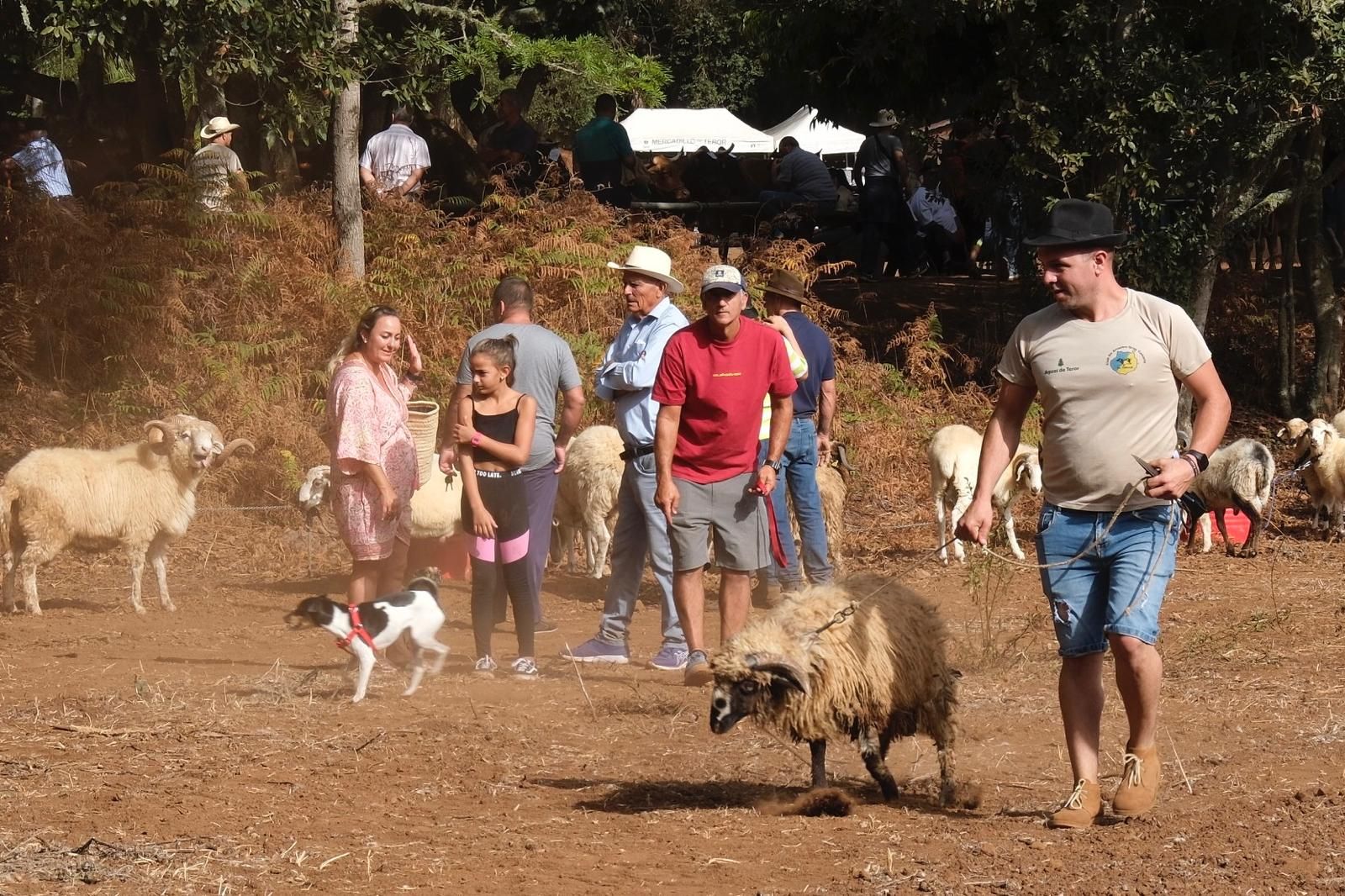 Las fiestas del Pino calientan motores con la feria de ganado