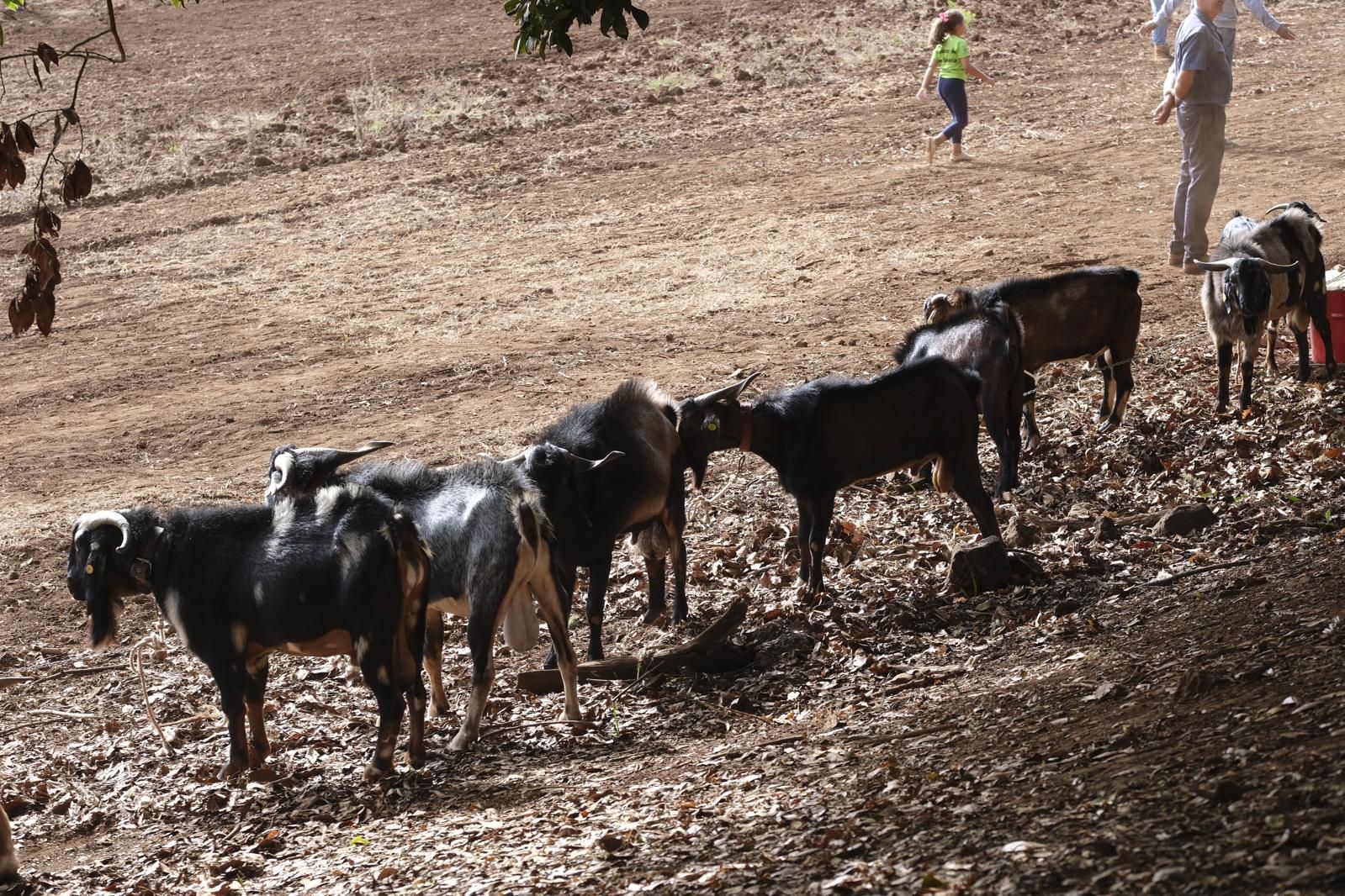 Las fiestas del Pino calientan motores con la feria de ganado