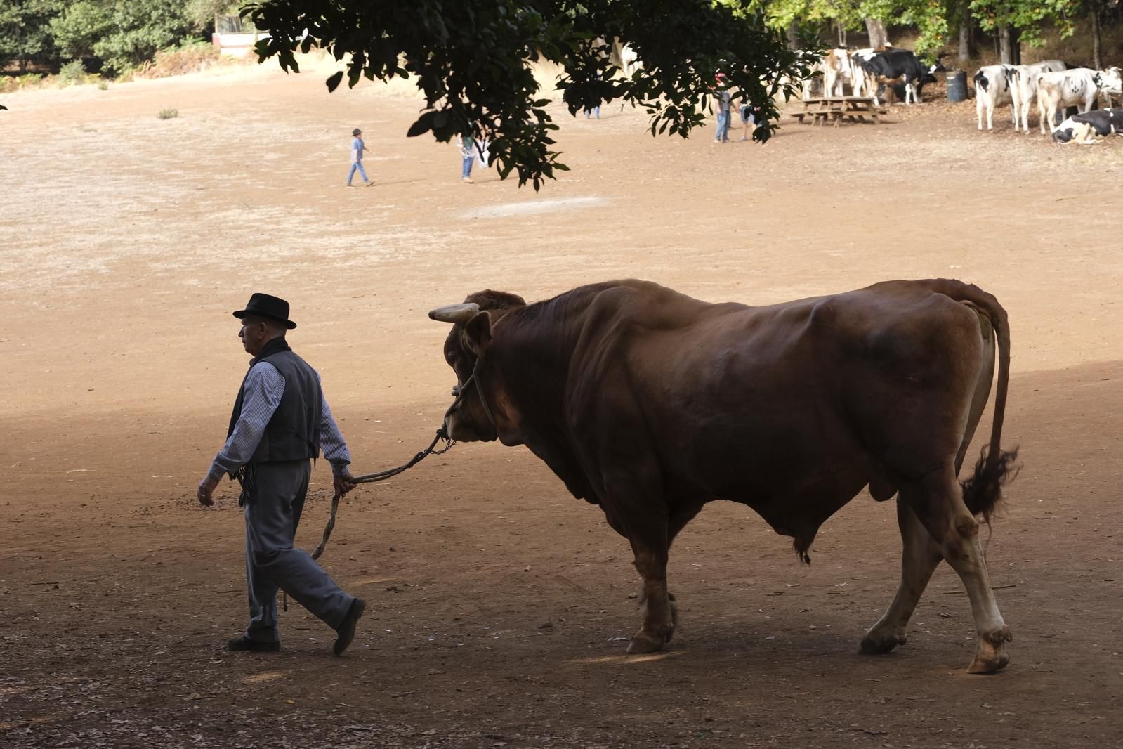 Las fiestas del Pino calientan motores con la feria de ganado